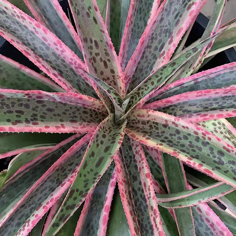 plant Aeonium Echeveria Haworthia  Caudex  Lithops Cactus  Agave 