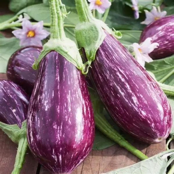 🍆 Nubia Eggplant Vegetable Seeds-Striped eggplant