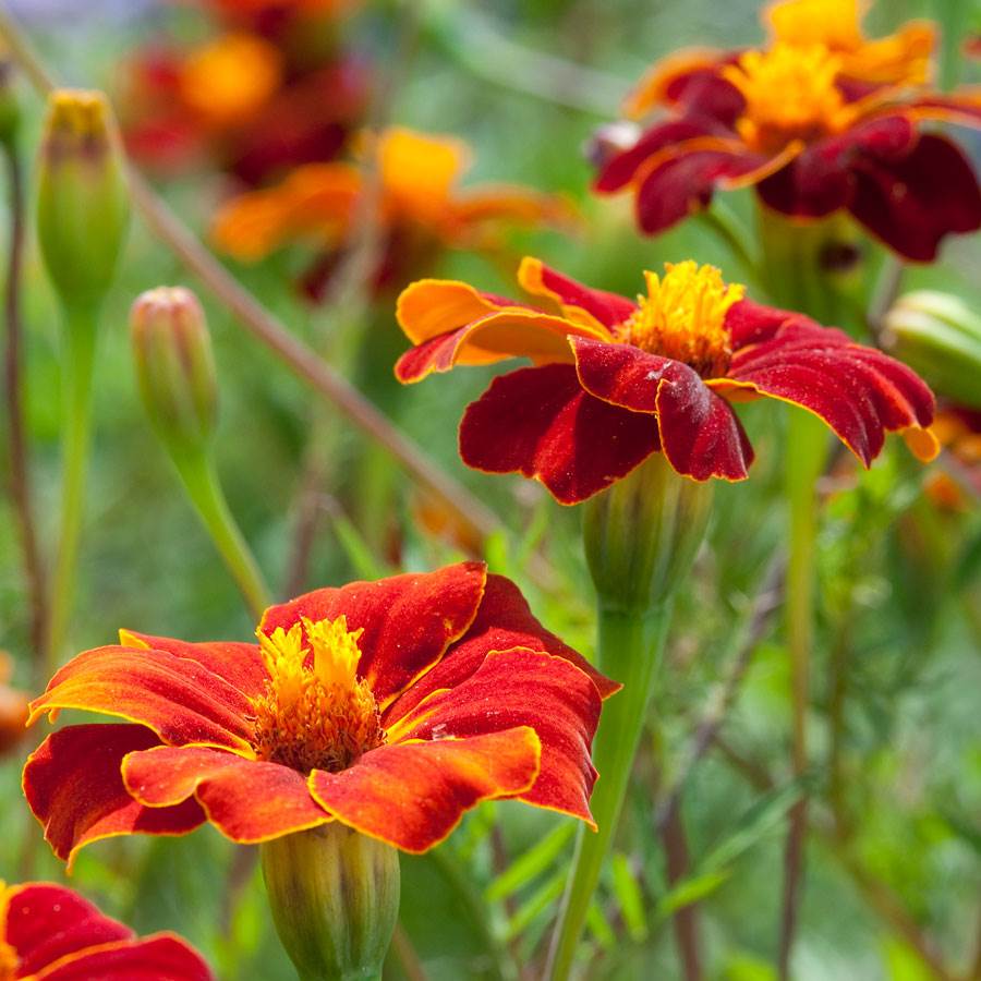 Linnaeus Burning Embers Marigold Seeds Jonyparkseed®
