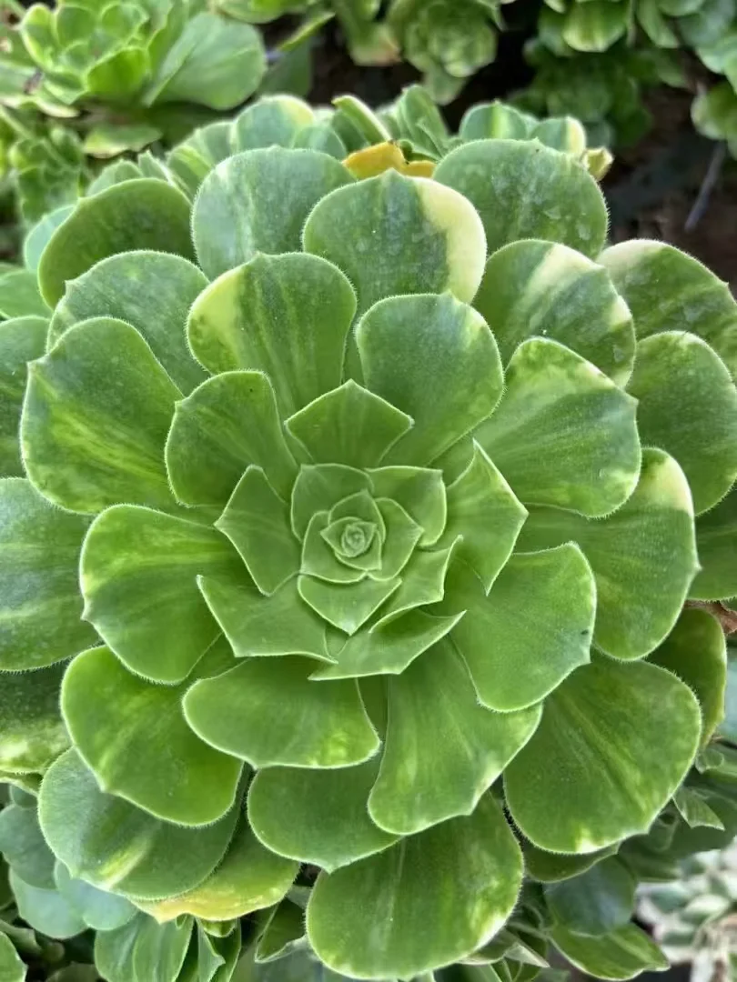 plant Aeonium Echeveria Haworthia  Caudex  Lithops Cactus  Agave 