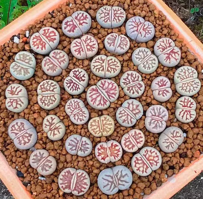 plant Aeonium Echeveria Haworthia  Caudex  Lithops Cactus  Agave 