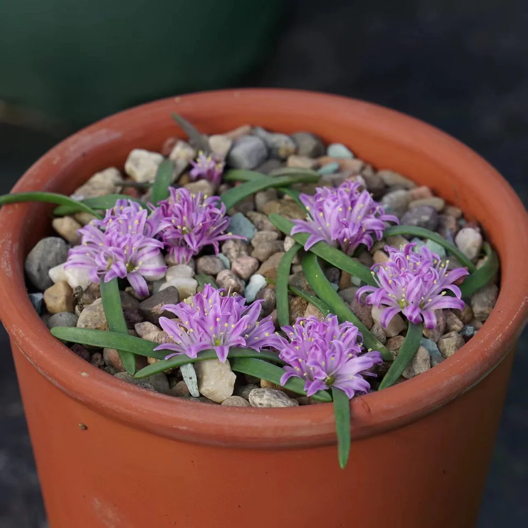 plant Aeonium Echeveria Haworthia  Caudex  Lithops Cactus  Agave 