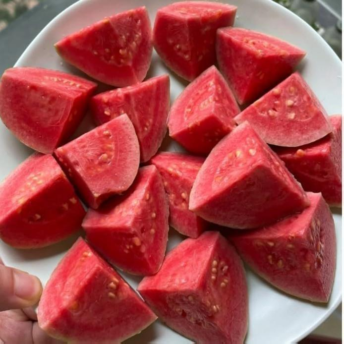 Pink Guava Seeds for Planting- Suitable for Pots,Greenhouses, and Outdoor Gardens