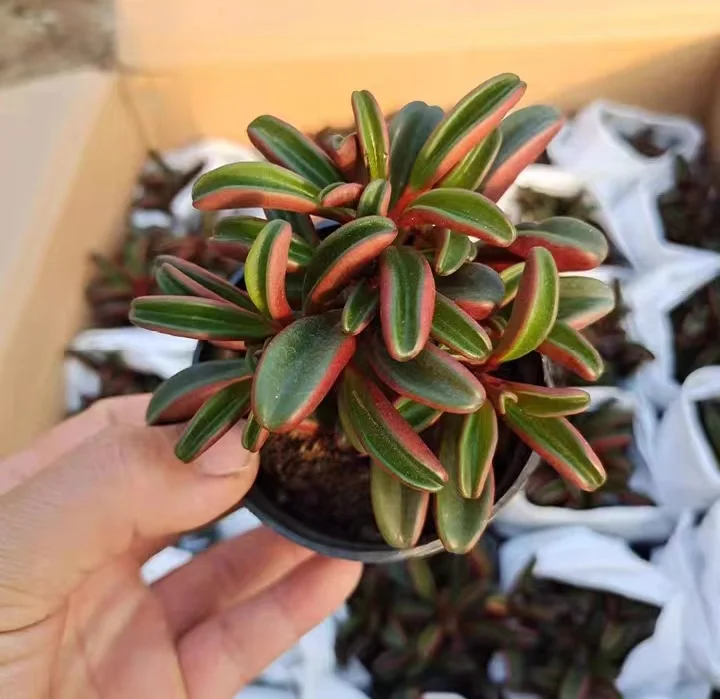 plant Aeonium Echeveria Haworthia  Caudex  Lithops Cactus  Agave 