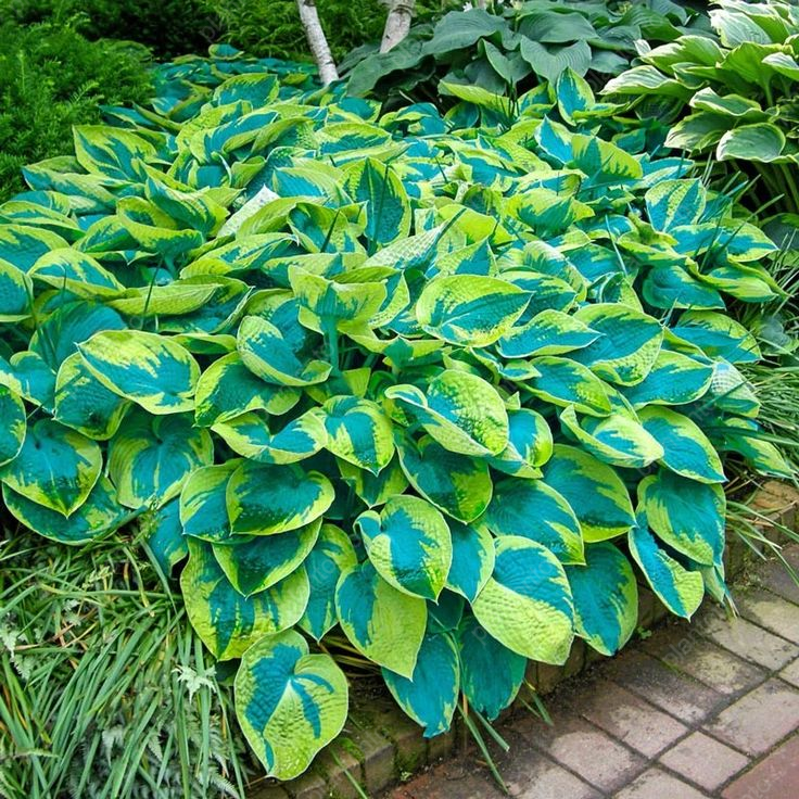 Tokudama flavocircinalis Hosta Seeds