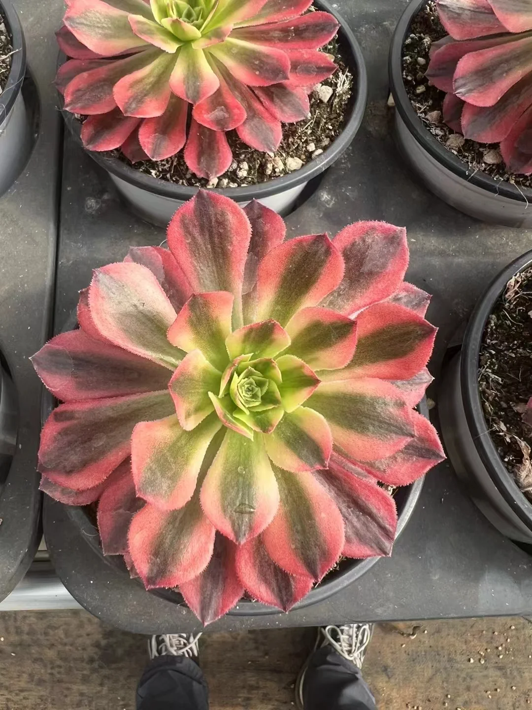 plant Aeonium Echeveria Haworthia  Caudex  Lithops Cactus  Agave 