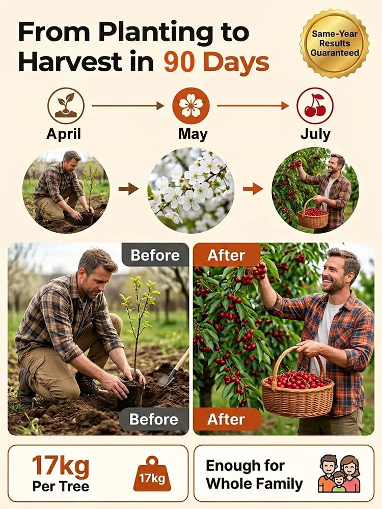 【No fruit, full refund】 Premium Giant Sweet Cherry Sapling