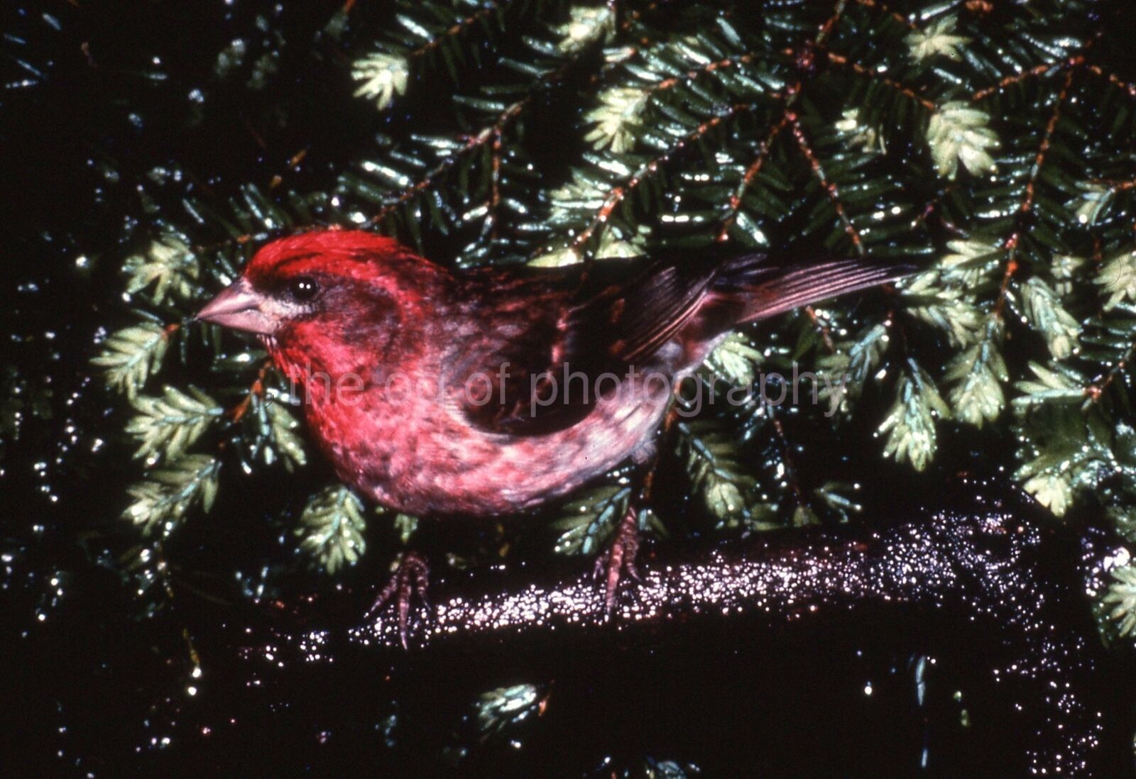 PURPLE FINCH 35mm SLIDE BIRD Vintage COLOR Photo Poster painting 15 T 18 Q