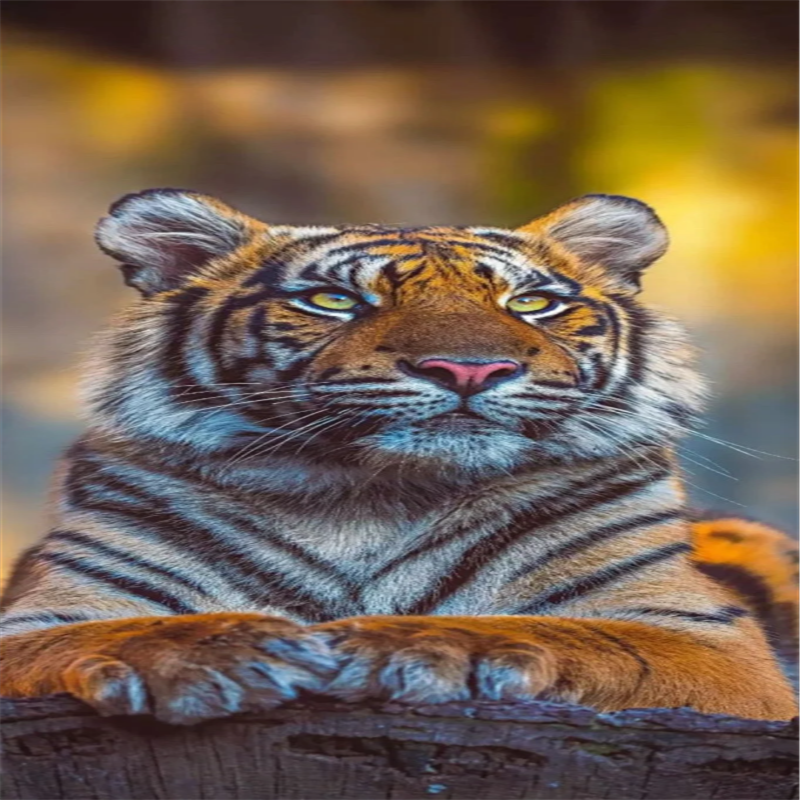Partial AB Diamond Painting - Full Round Drill - Tiger(Canvas|45*85cm)