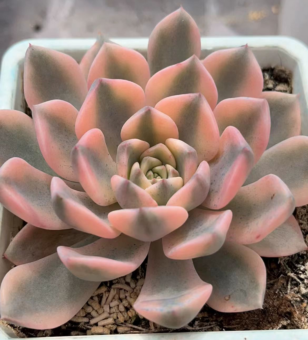 plant Aeonium Echeveria Haworthia  Caudex  Lithops Cactus  Agave 