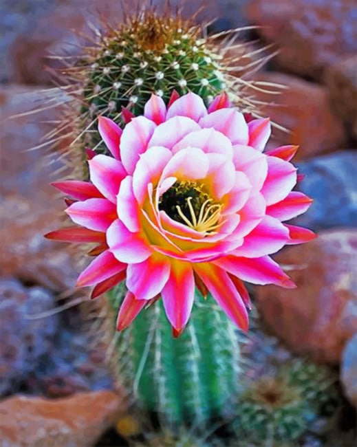 

Pink Cactus – Paint By Numbers - 40*50CM, 501 Original