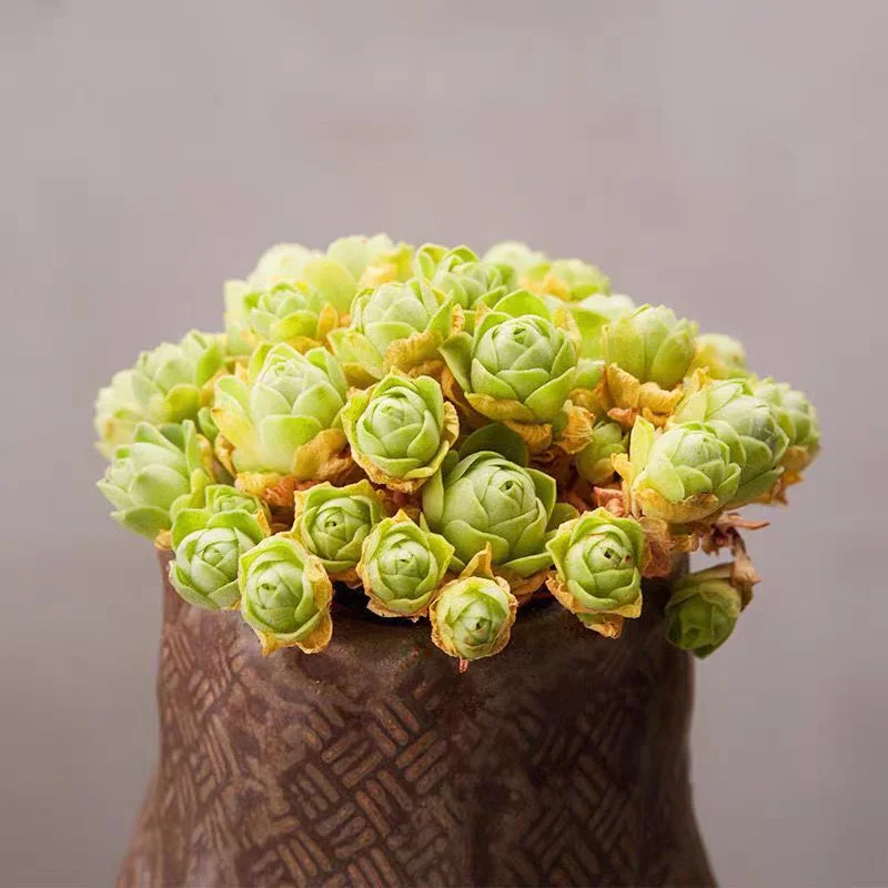 422.Greenovia Webb & Berthel cluster 5-6cm/ Echeveria / Succulent plants / Garden landscape / Carefully select healthy plants
