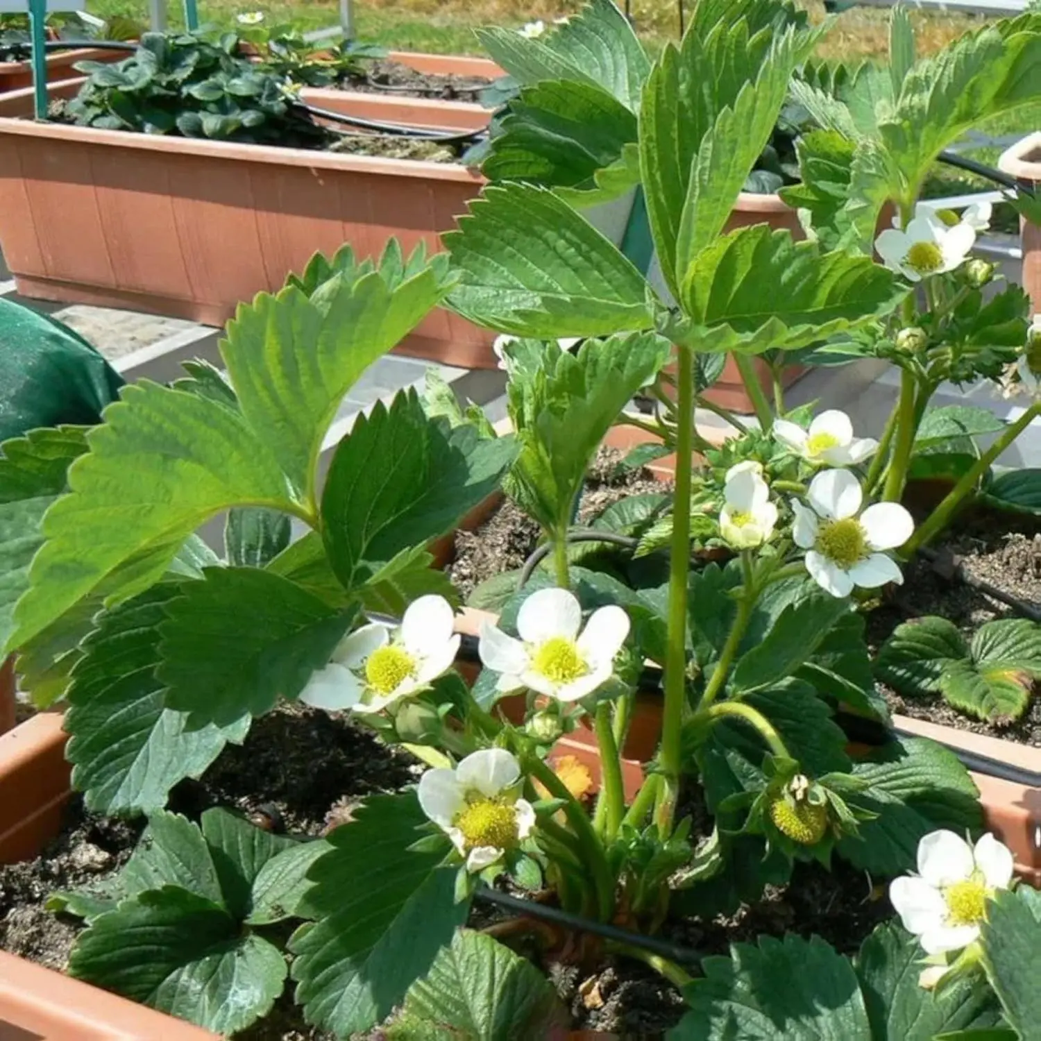 200 Cream Strawberry Seeds - Hardy Perennial Herb, Fall & Spring Planting, Vibrant Multi-Color Harvest