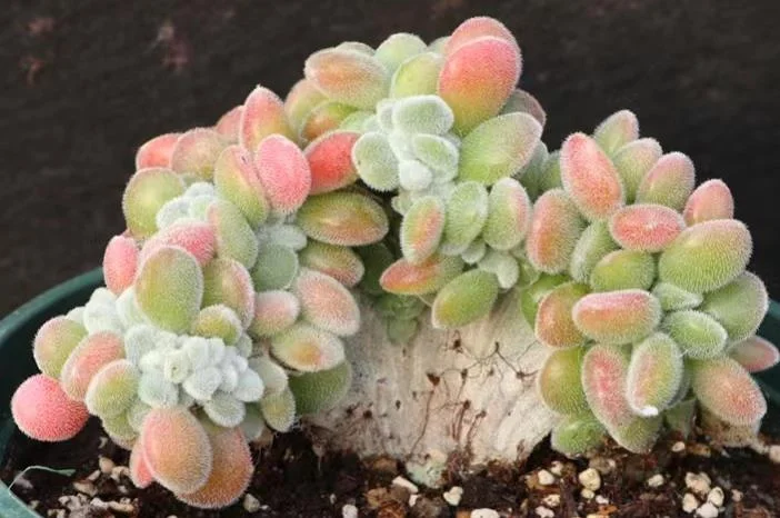 plant Aeonium Echeveria Haworthia  Caudex  Lithops Cactus  Agave 