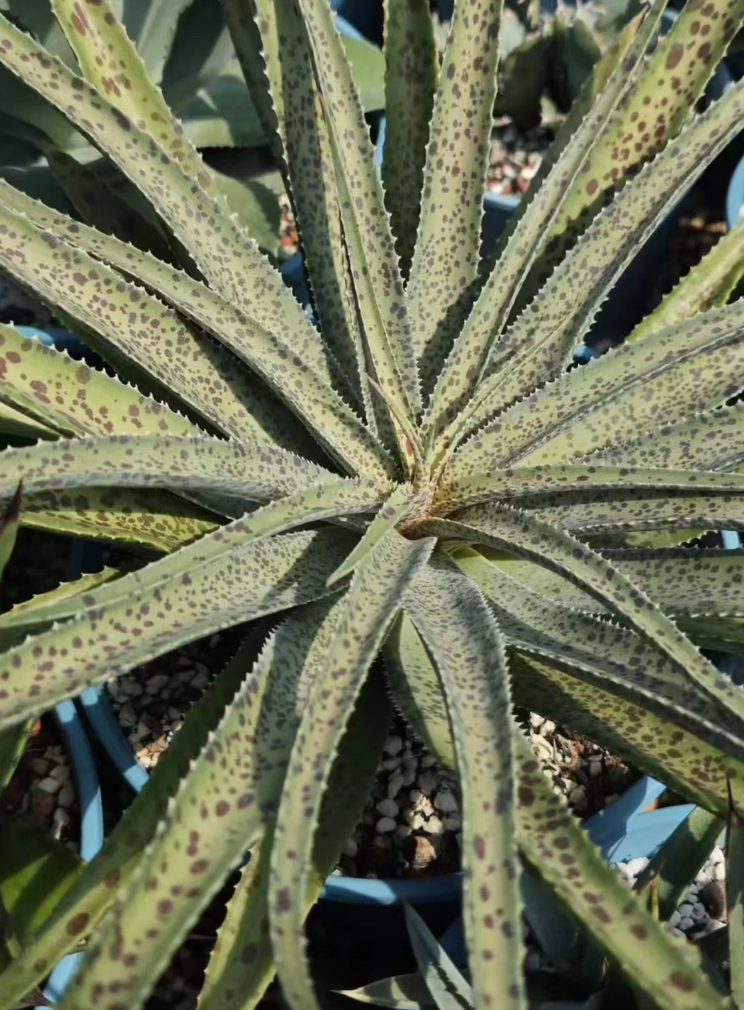 plant Aeonium Echeveria Haworthia  Caudex  Lithops Cactus  Agave 