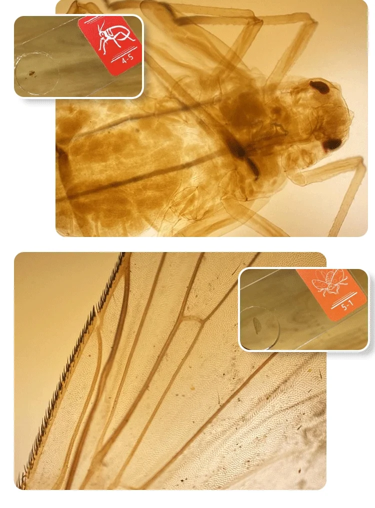 Suitable for iPhone12/13/14 mobile phone microscope lens 400X high-definition small mini micro microscope