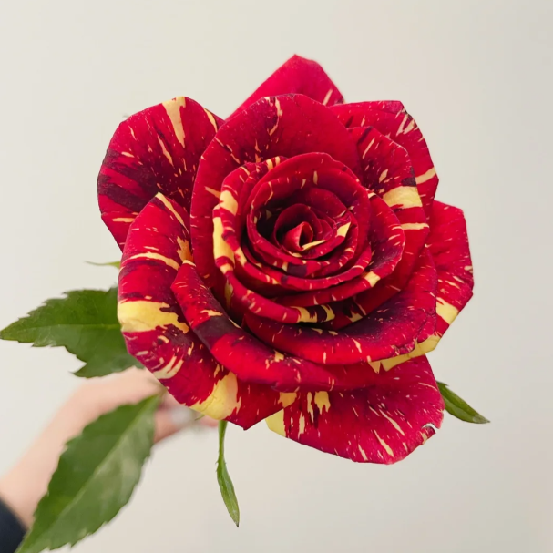 Red White Roses - Meteor Shower Roses Seeds