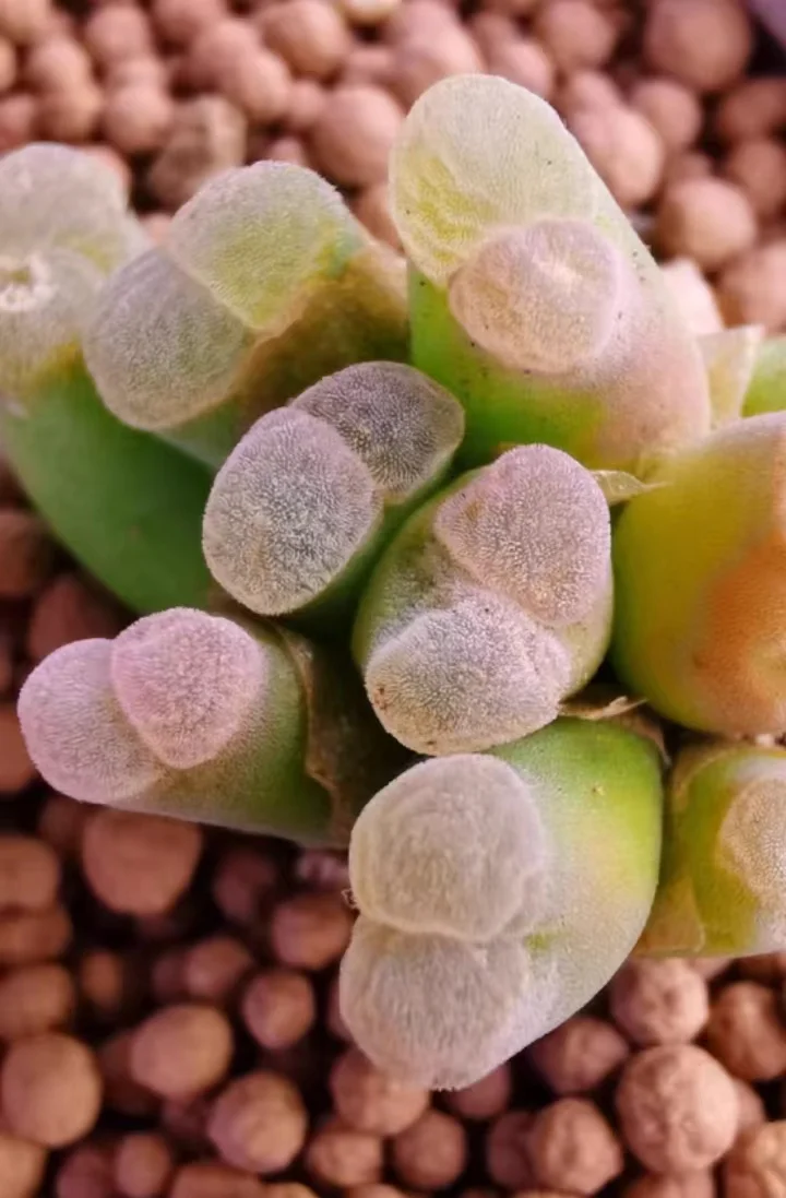 plant Aeonium Echeveria Haworthia  Caudex  Lithops Cactus  Agave 