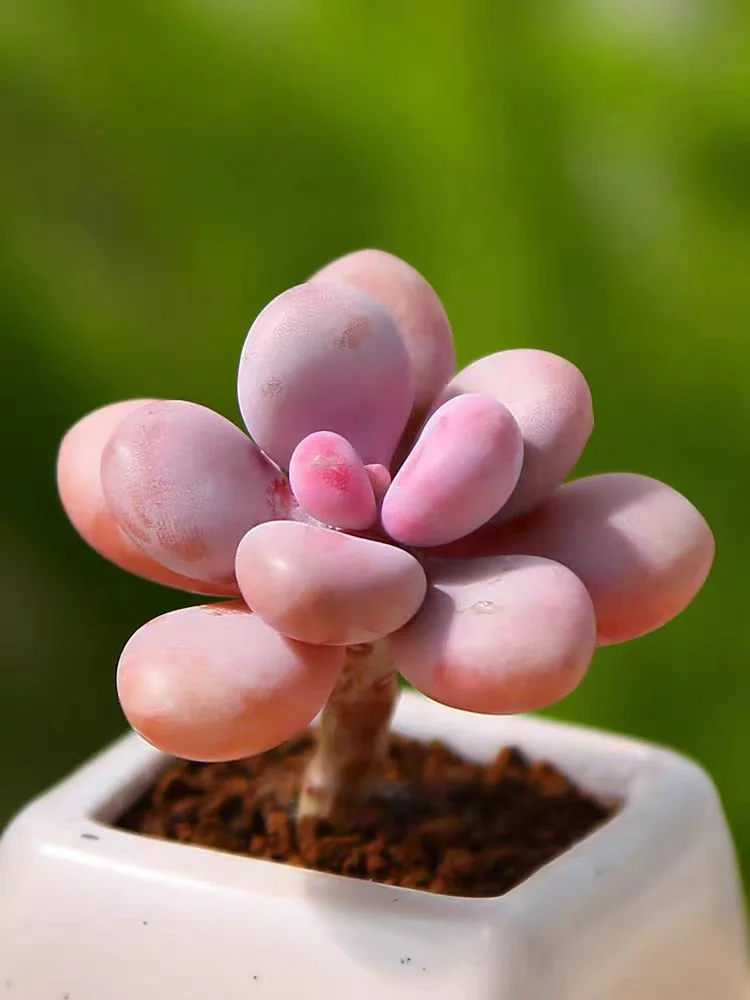 394.Graptopetalumamethystinum single head and cluster/ Echeveria / Succulent plants / Garden landscape / Carefully select healthy plants
