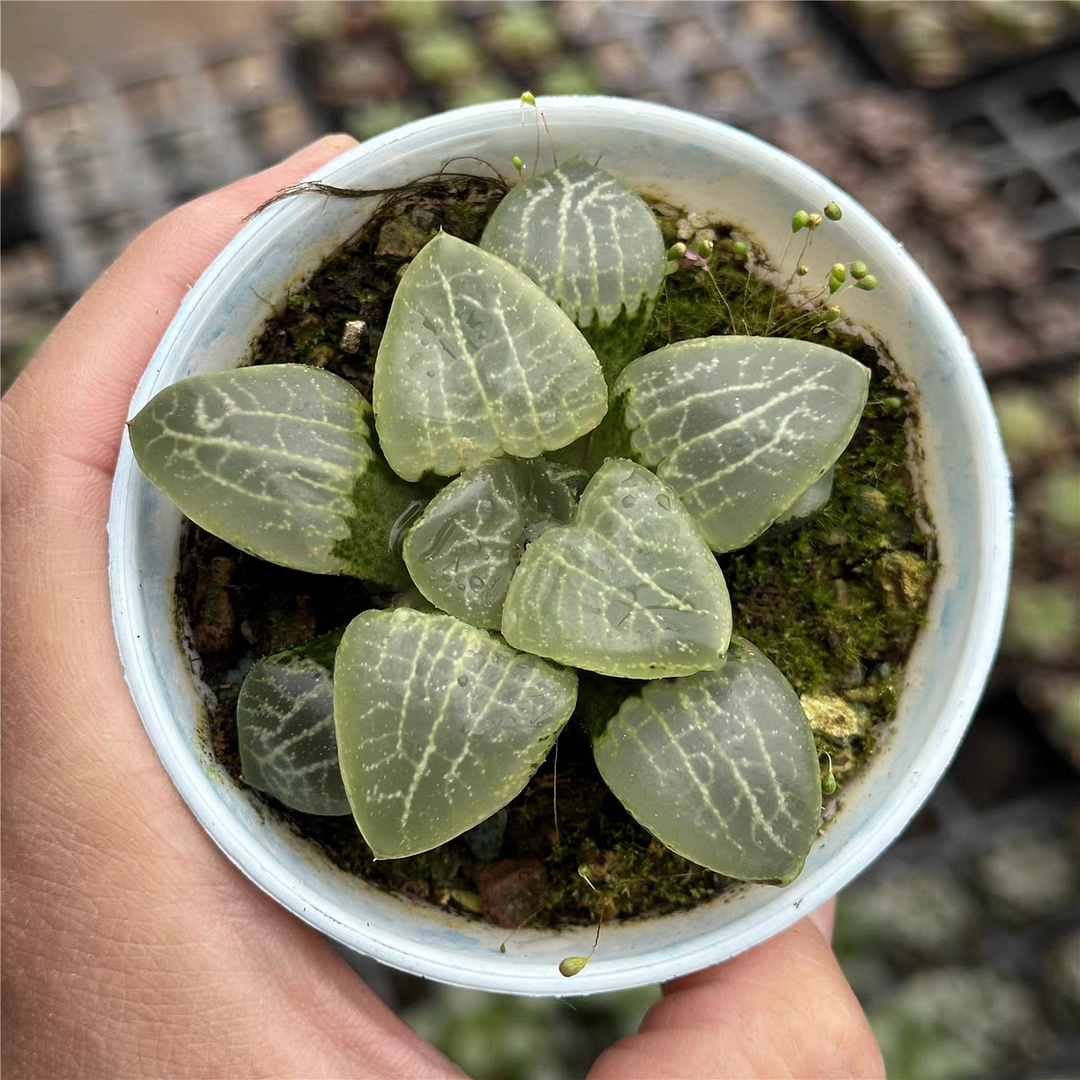 plant Aeonium Echeveria Haworthia  Caudex  Lithops Cactus  Agave 