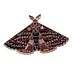 Mariposa Sabia Alada