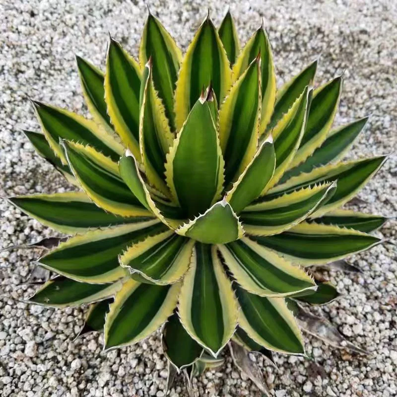 575. Agave kerchovei var. pectinata ‘Variegata’.10-12 cm/Agave plants / Succulent plants / Garden landscape / Carefully select healthy plants