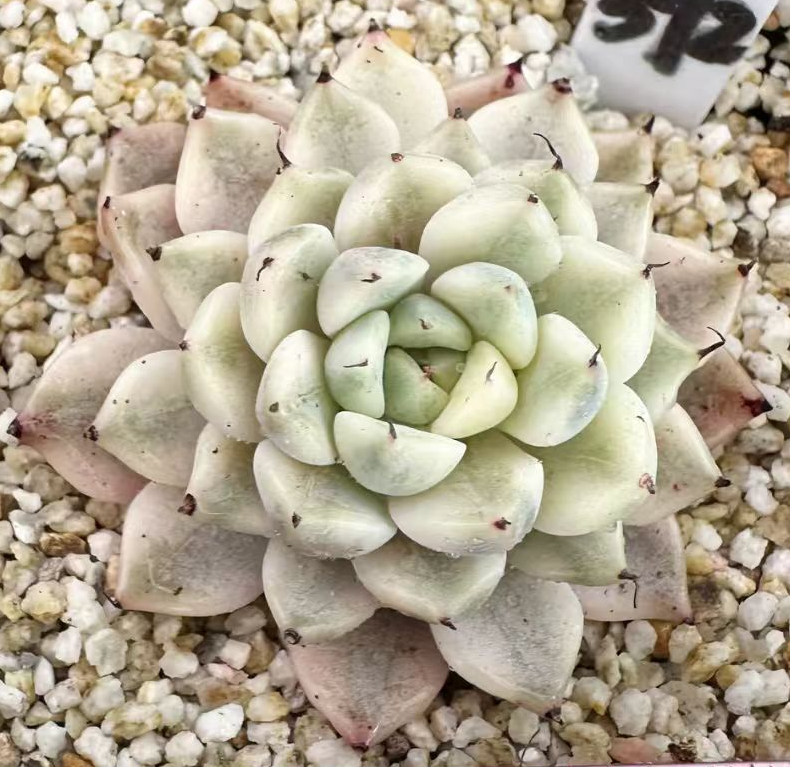 plant Aeonium Echeveria Haworthia  Caudex  Lithops Cactus  Agave 