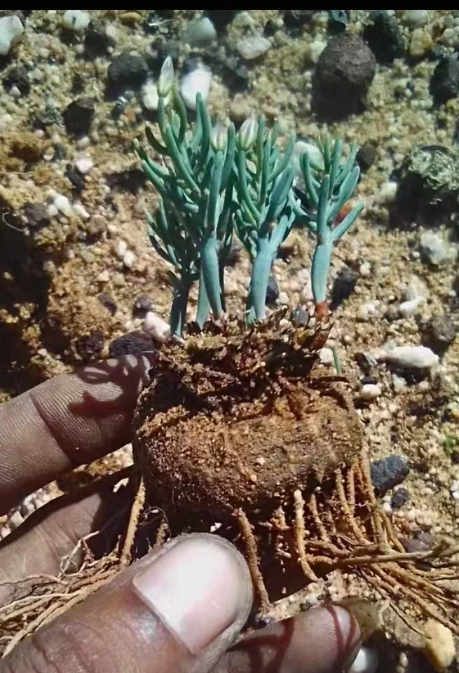 plant Aeonium Echeveria Haworthia  Caudex  Lithops Cactus  Agave 