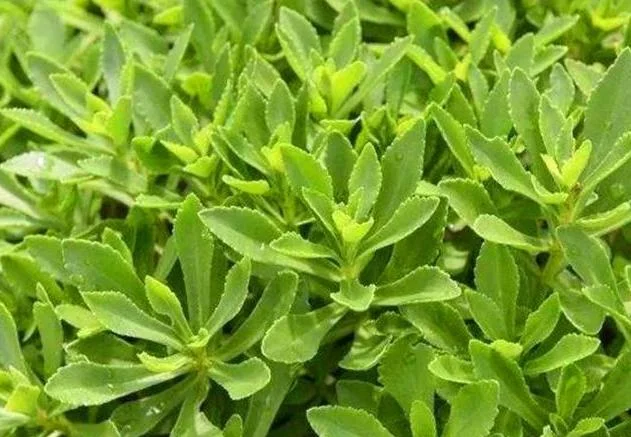 High Calcium Vegetable Seeds
