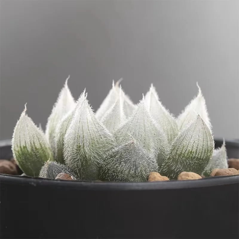 99.   Bai zeH.Cooperi   5-6 cm  / Haworthia/ Succulent plants / Garden landscape / Carefully select healthy plants