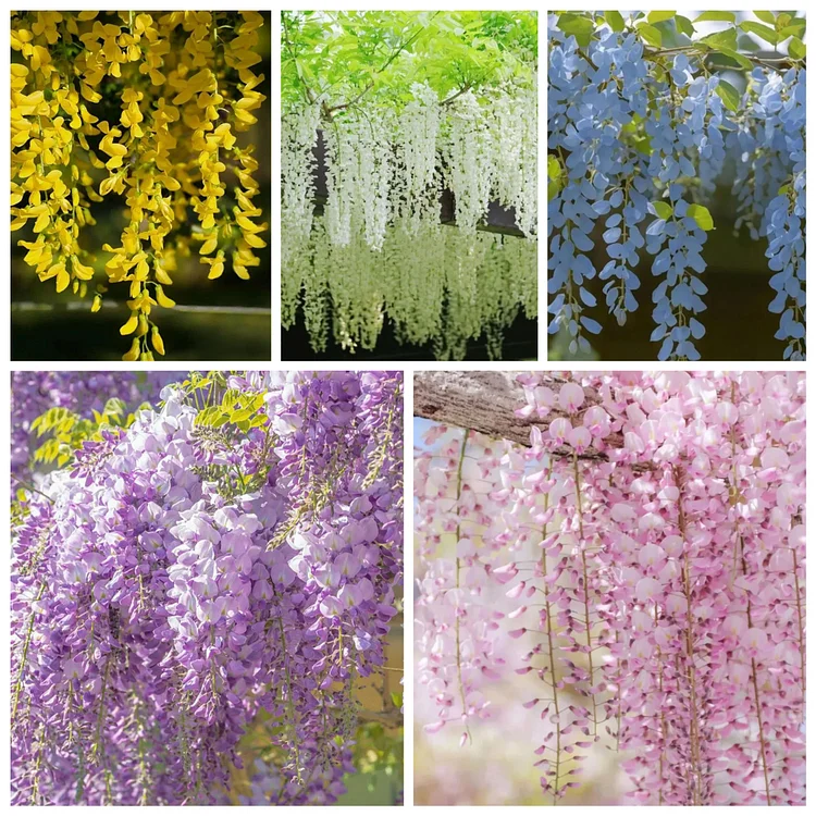 🌸WISTERIA SEEDS - THE GARDEN&rsquo;S CASCADING BEAUTY ALL YEAR ROUND💗