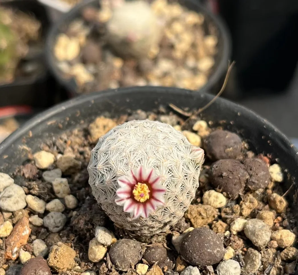 plant Aeonium Echeveria Haworthia  Caudex  Lithops Cactus  Agave 