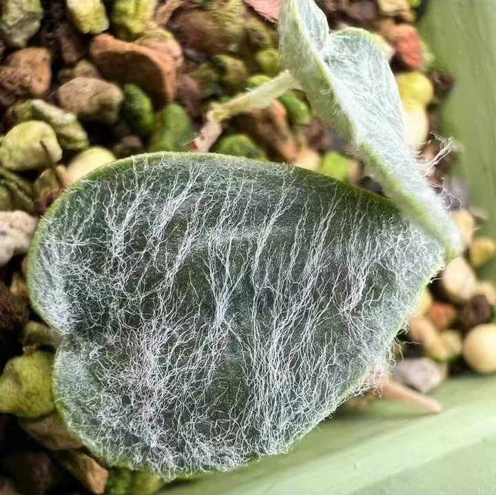 plant Aeonium Echeveria Haworthia  Caudex  Lithops Cactus  Agave 