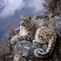 Snow Leopard on Cliff - Diamond Painting