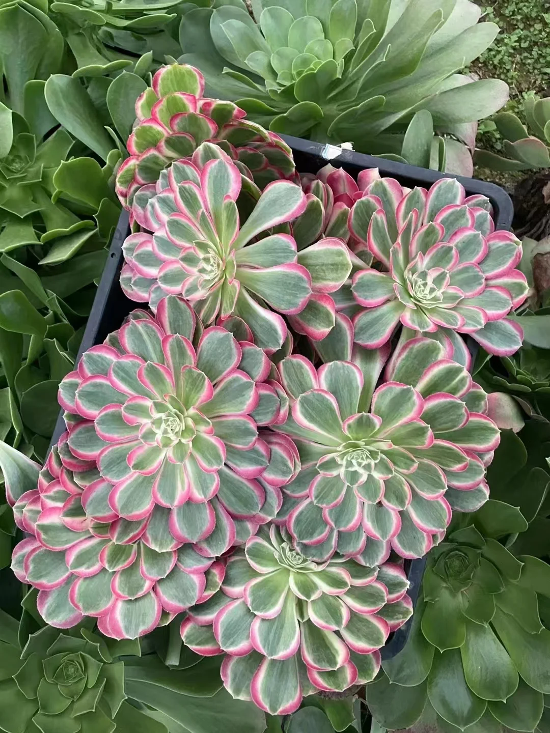 plant Aeonium Echeveria Haworthia  Caudex  Lithops Cactus  Agave 