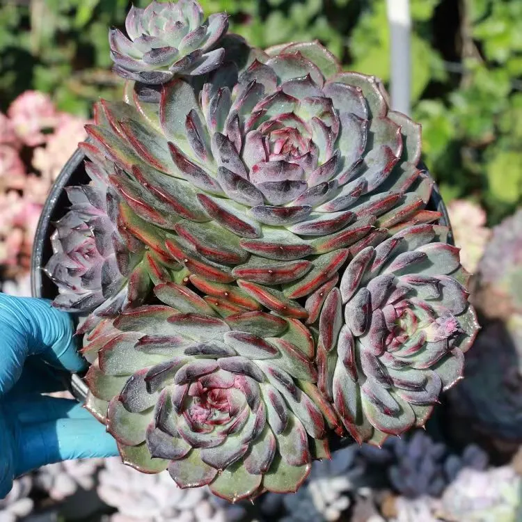 plant Aeonium Echeveria Haworthia  Caudex  Lithops Cactus  Agave 