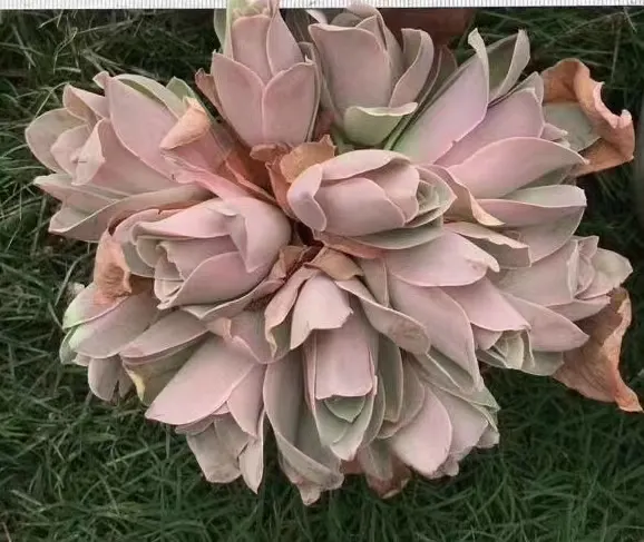 plant Aeonium Echeveria Haworthia  Caudex  Lithops Cactus  Agave 