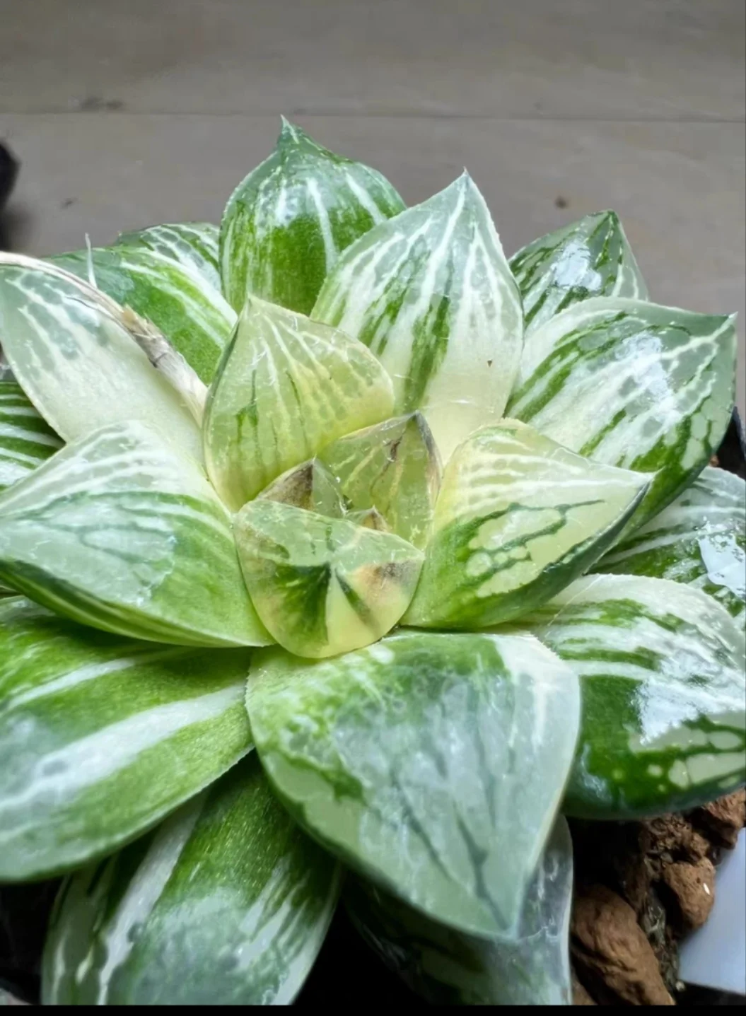 plant Aeonium Echeveria Haworthia  Caudex  Lithops Cactus  Agave 