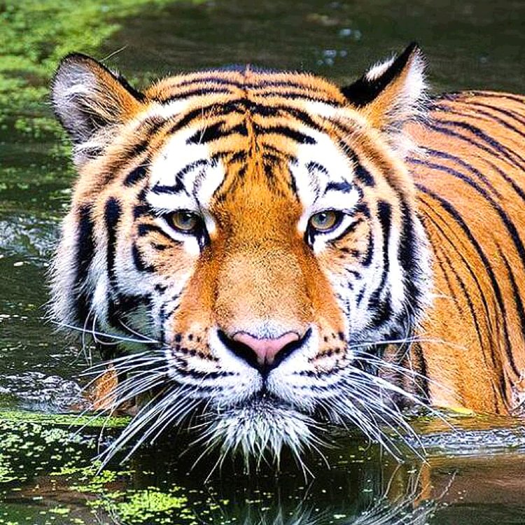 Tiger   Diamond Painting 30*30CM