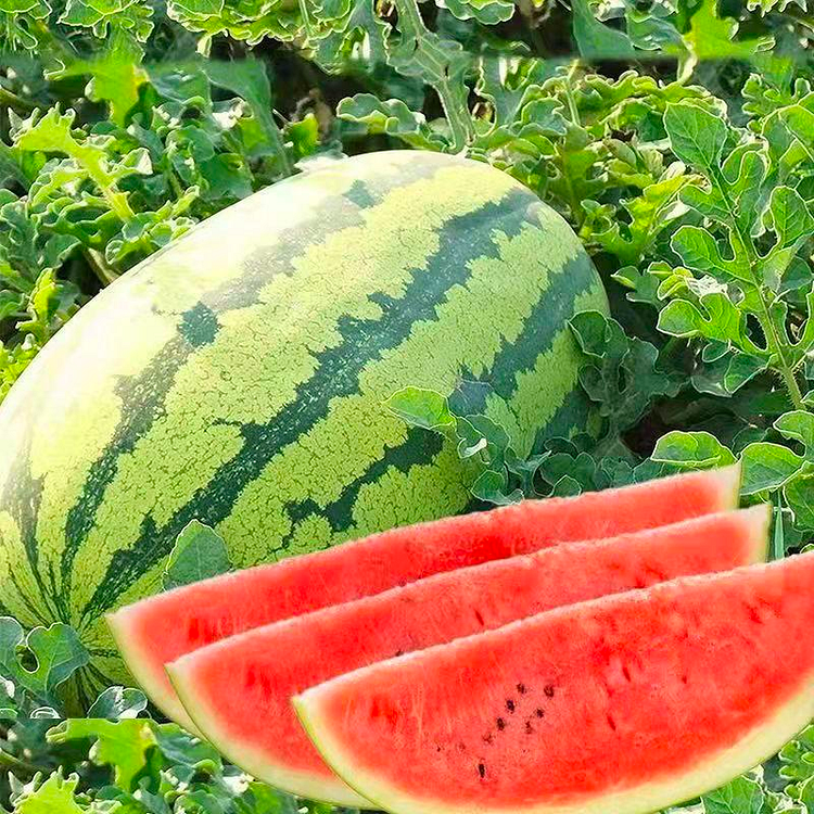 Last Day Promotion 60% OFF🍉Watermelon Seeds - Lazy (98% Germination)⚡Buy 2 Get Free Shipping