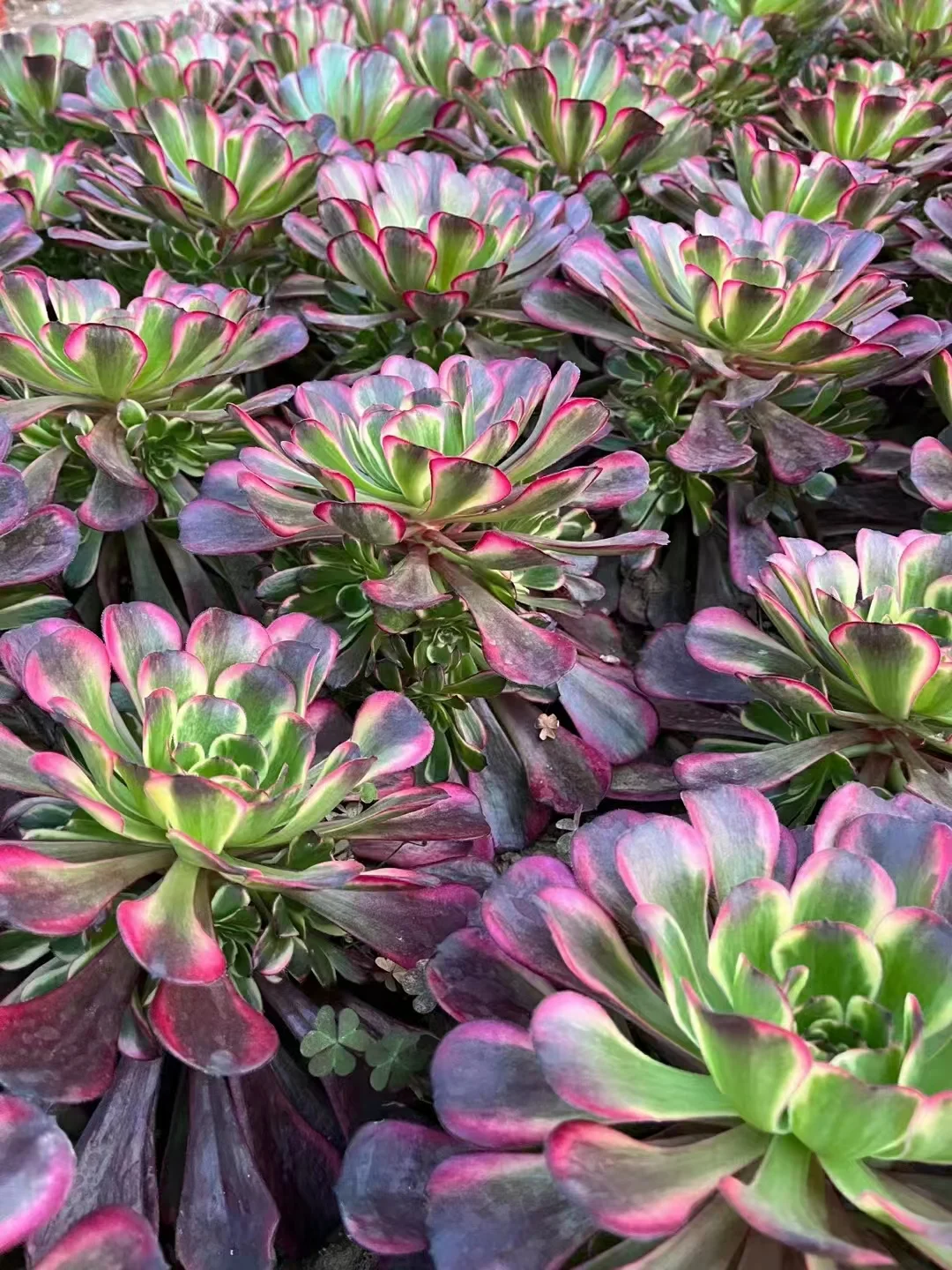 plant Aeonium Echeveria Haworthia  Caudex  Lithops Cactus  Agave 