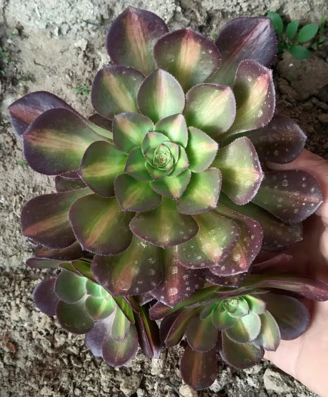 71. Halloween Medium spot. cutting 6-8cm/ Aeonium / Succulent plants / Garden landscape / Carefully select healthy plants