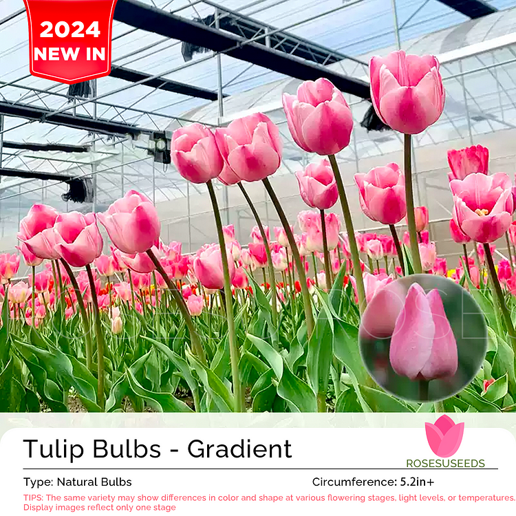 Tulip Bulbs - Gradient