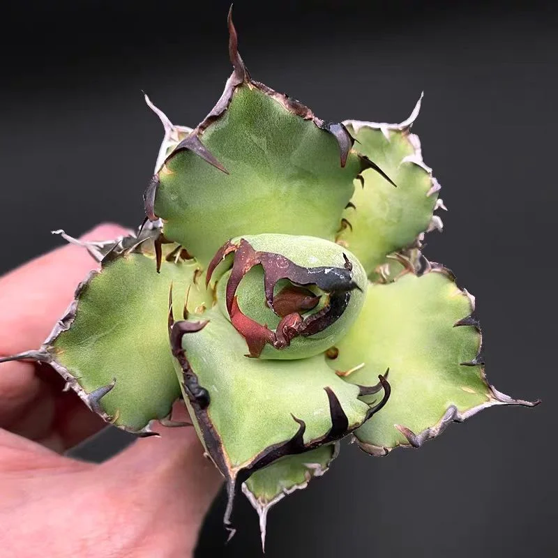 1002.Agave Titanota Black Whale 7cm/Agave plants / Succulent plants / Garden landscape / Carefully select healthy plants