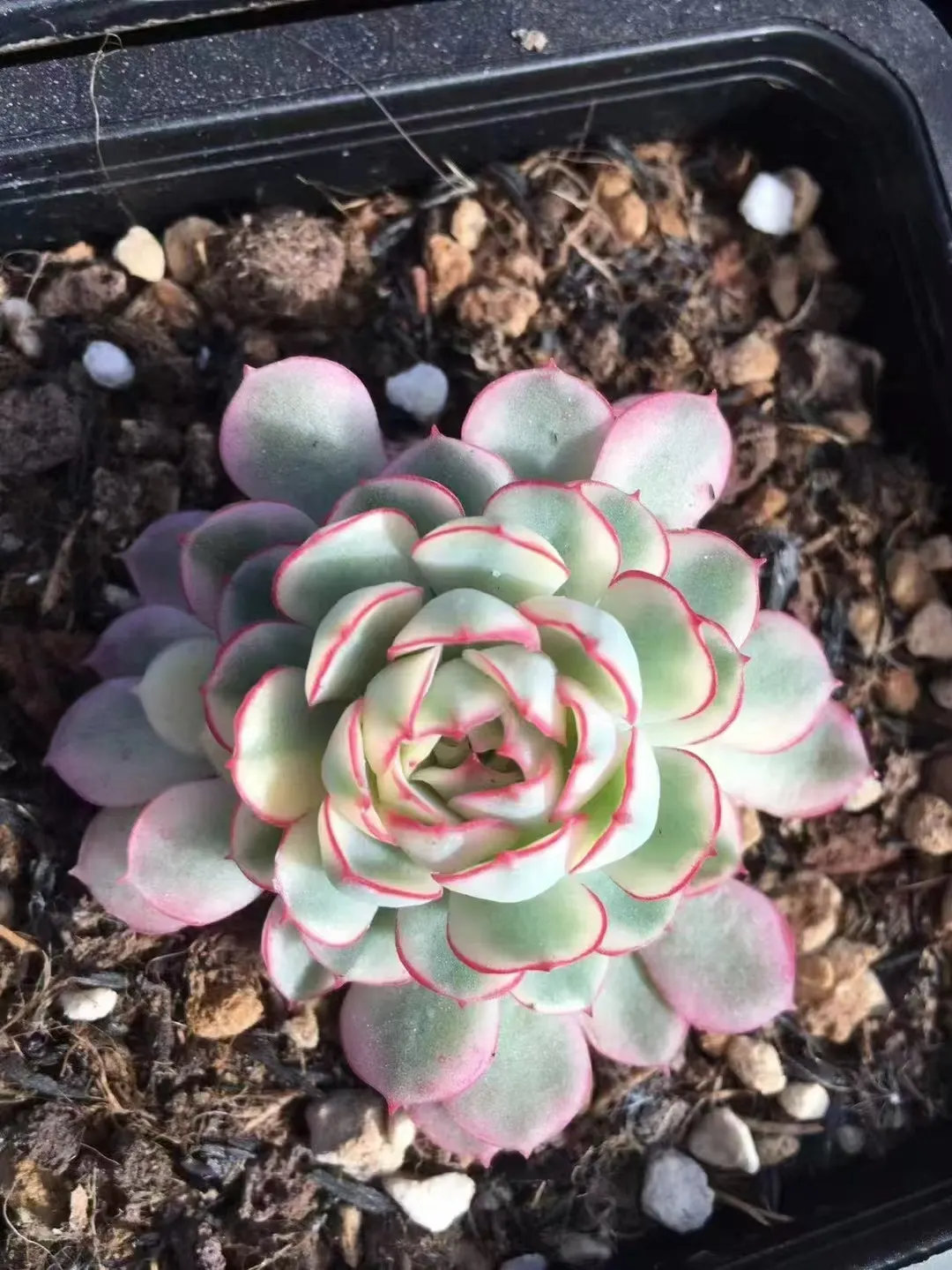 plant Aeonium Echeveria Haworthia  Caudex  Lithops Cactus  Agave 