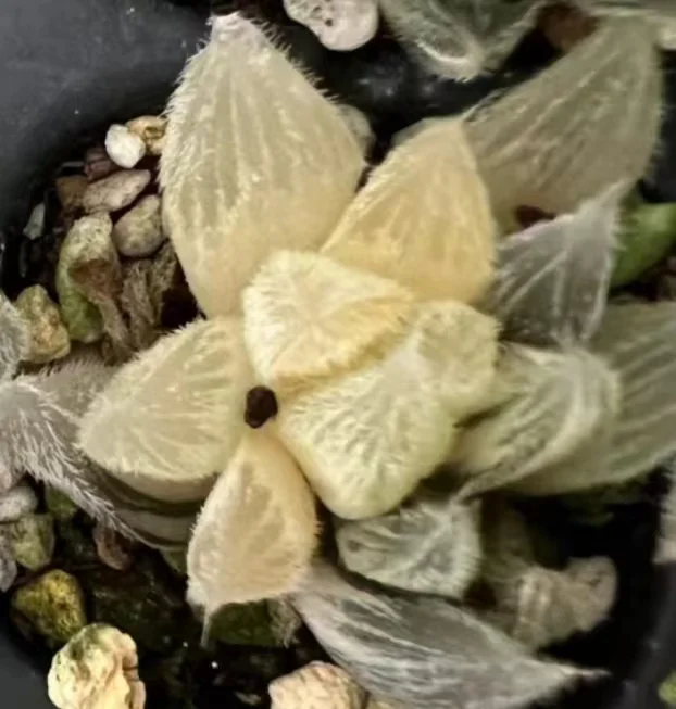 1029.Haworthia Gm292 cooperi var. venusta Variegated 2-3cm /Haworthia/ Succulent plants / Garden landscape / Carefully select healthy plants