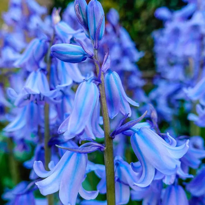 Spanish Bluebells Flower Seeds