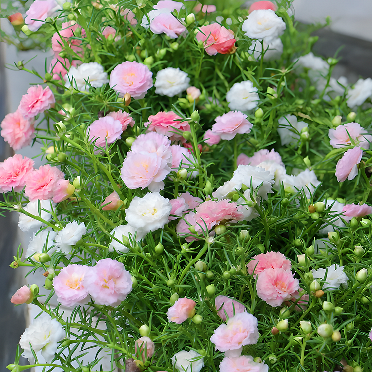 Last Day Sale - 60% OFF🌺Moss Rose—Immortal Flower- 98% Germination