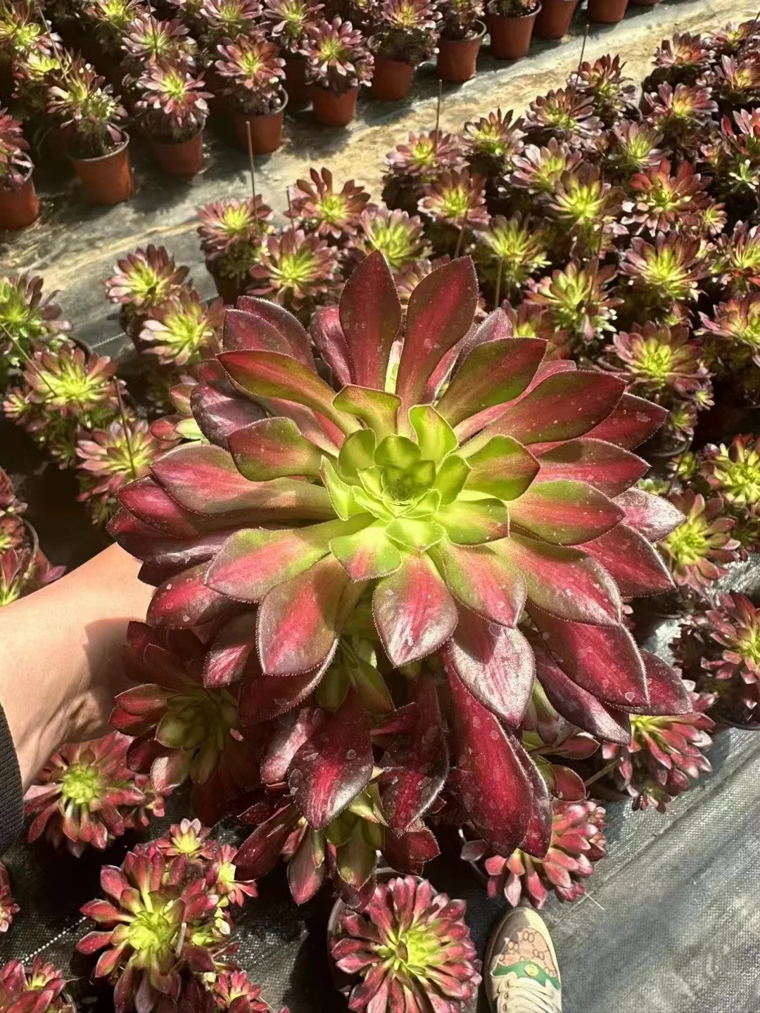 plant Aeonium Echeveria Haworthia  Caudex  Lithops Cactus  Agave 