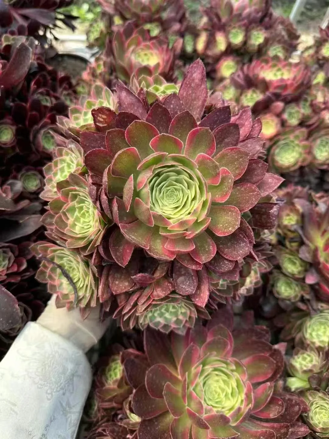 plant Aeonium Echeveria Haworthia  Caudex  Lithops Cactus  Agave 